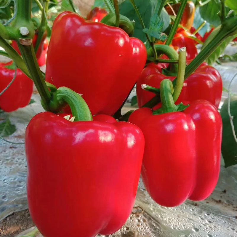 COLORFUL SWEET PEPPER SEEDS