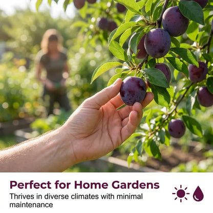 🌳LIMITED-TIME⏰🍑 Heirloom Non-GMO Grafted Plum Tree Live Seeds