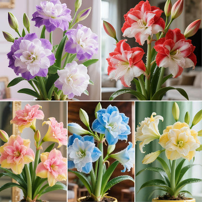 🌺 Amaryllis Bulbs– Dramatic Blooms. Effortless Grace! 🌿✨