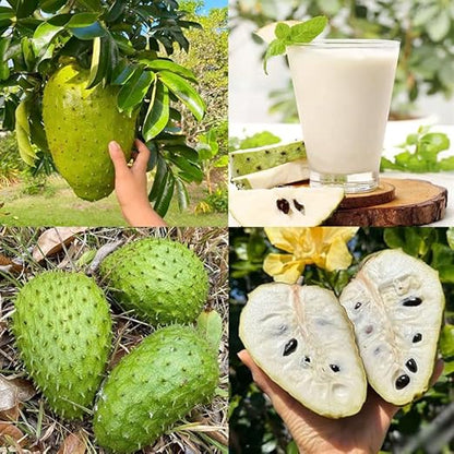 💥🌸 Organic Soursop (Graviola) Seeds – Non-GMO Heirloom Tropical Fruit seeds