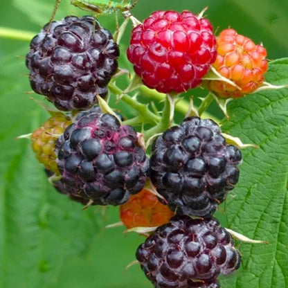 🍓BLACK RASPBERRY ORGANIC NATURAL SEEDS