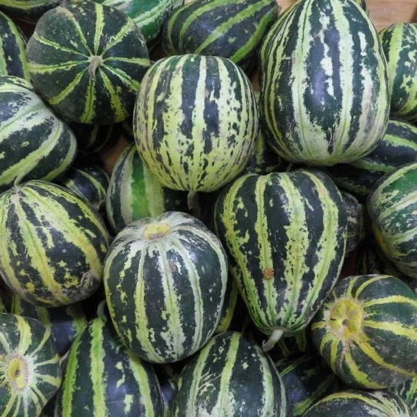 Ice Sugar Melon Seeds – Sweet. Easy. High-Yielding!