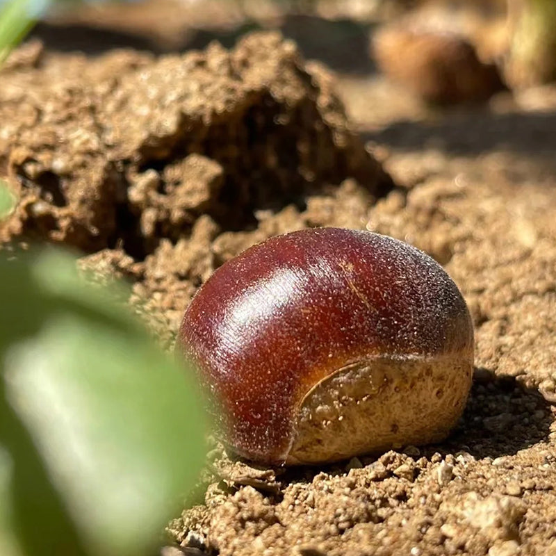 Dwarf Chestnut Seeds – Sweet and Fragrant Nuts