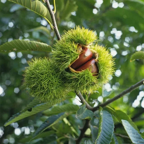 Dwarf Chestnut Seeds – Sweet and Fragrant Nuts