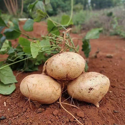 Sweet & Crunchy Jicama Seeds