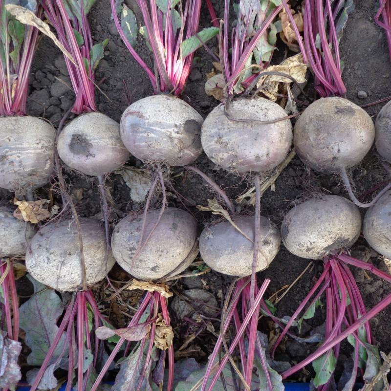 Beet Eagle F1