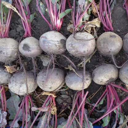 Beet Eagle F1