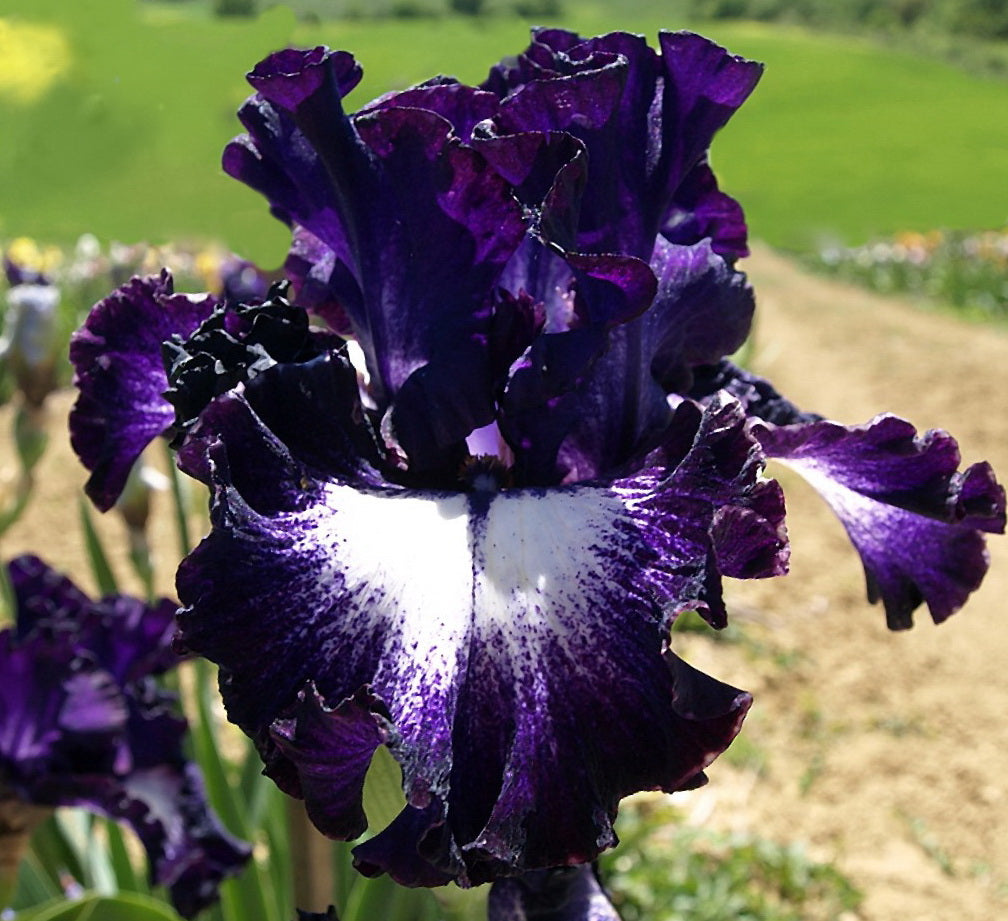 ⚜️Rare Tall Bearded Iris (Premium Bulb Variety)