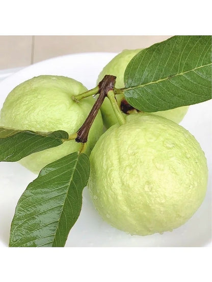 🔥 New Harvest Organic Pink Guava Seeds | Grow Your Own Tropical Fruit Tree At Home