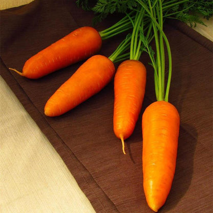 Carrot Royal Chantenay