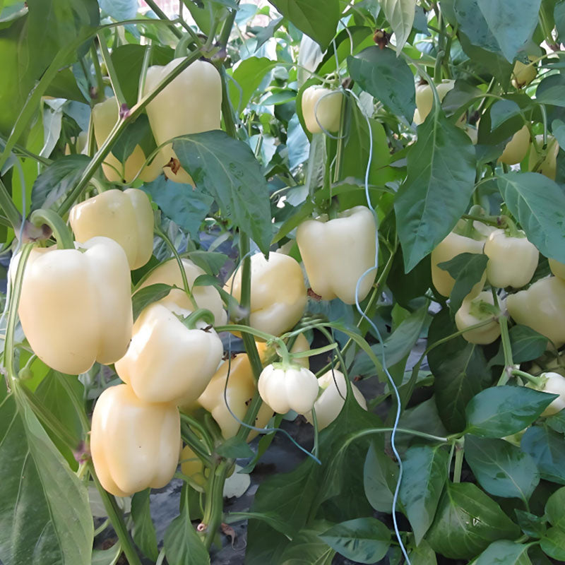COLORFUL SWEET PEPPER SEEDS