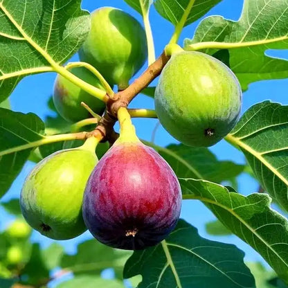 🏆Over 65.000 SOLD!🌿Mission Fig Tree Seeds – Easy to grow on your porch and balcony at home