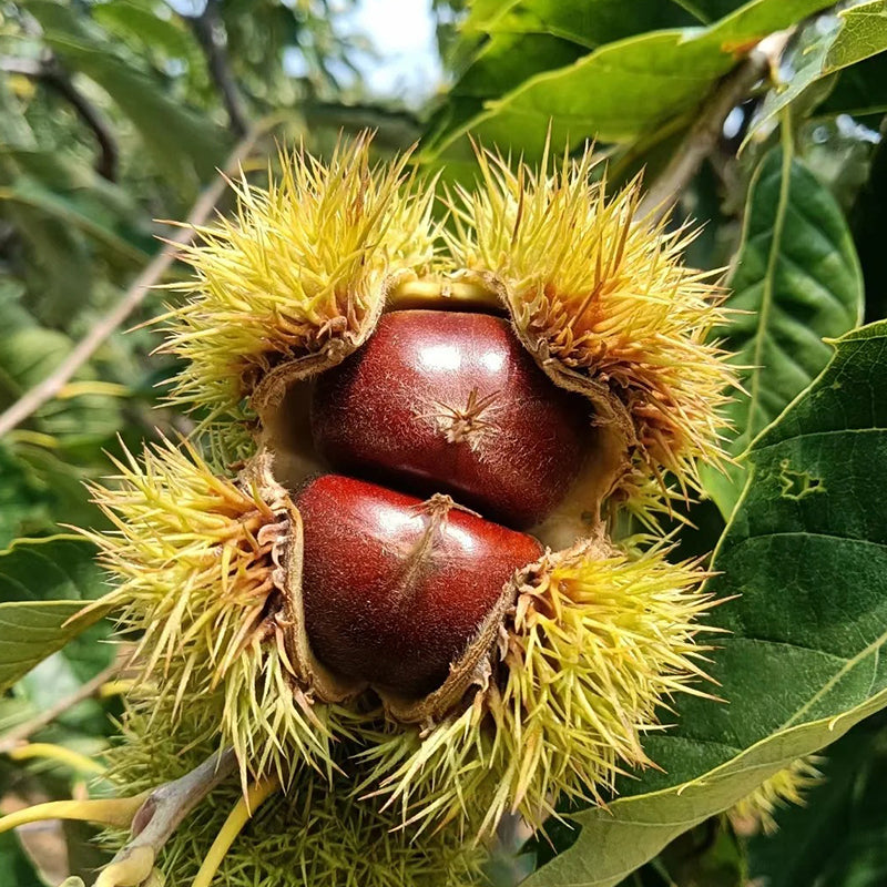 Dwarf Chestnut Seeds – Sweet and Fragrant Nuts