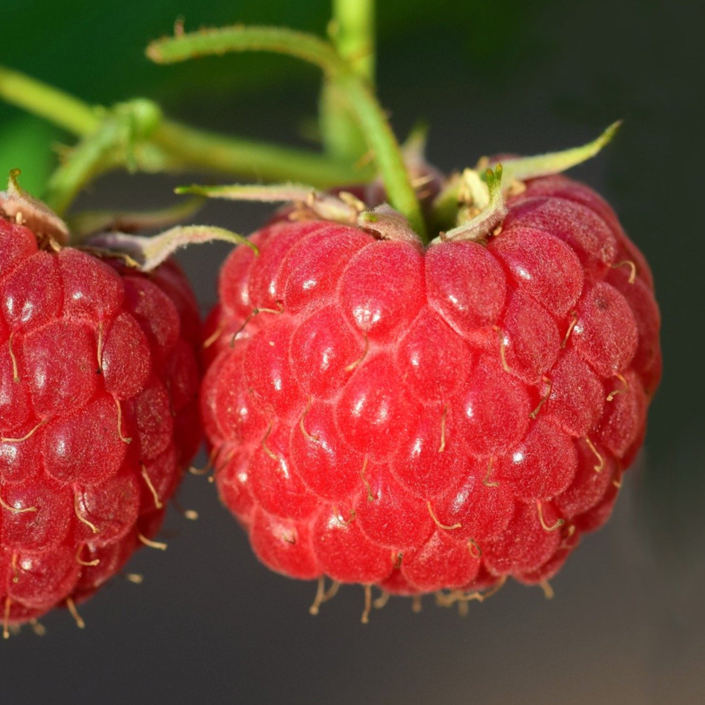 🍓Red Raspberry Seeds
