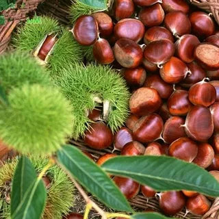 Dwarf Chestnut Seeds – Sweet and Fragrant Nuts