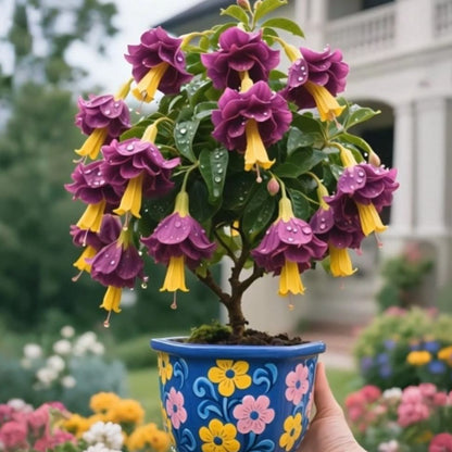 🌸 Double Fuchsia – Beautiful Shade-Loving Flowering Plants