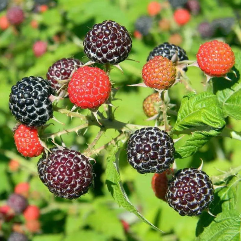 🍓BLACK RASPBERRY ORGANIC NATURAL SEEDS