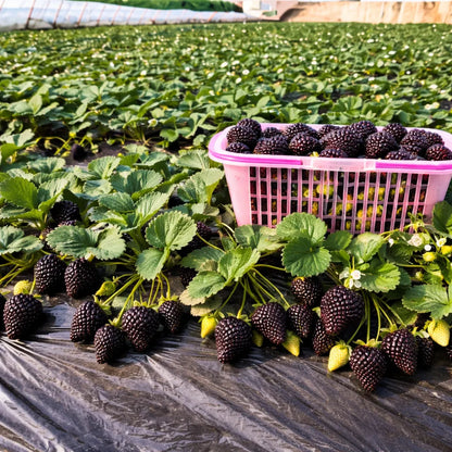 Giant Black Diamond Strawberries Seeds – Sweet. Nutrient-Rich & Easy to Grow at Home-W18