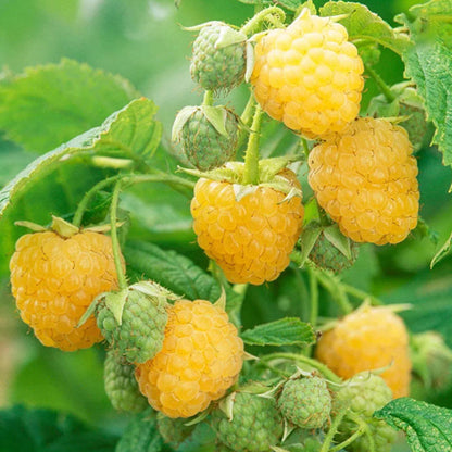 🍓BLACK RASPBERRY ORGANIC NATURAL SEEDS