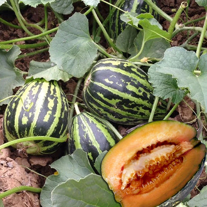 Ice Sugar Melon Seeds – Sweet. Easy. High-Yielding!