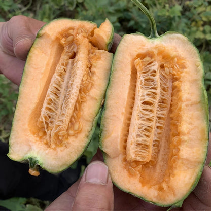 Ice Sugar Melon Seeds – Sweet. Easy. High-Yielding!