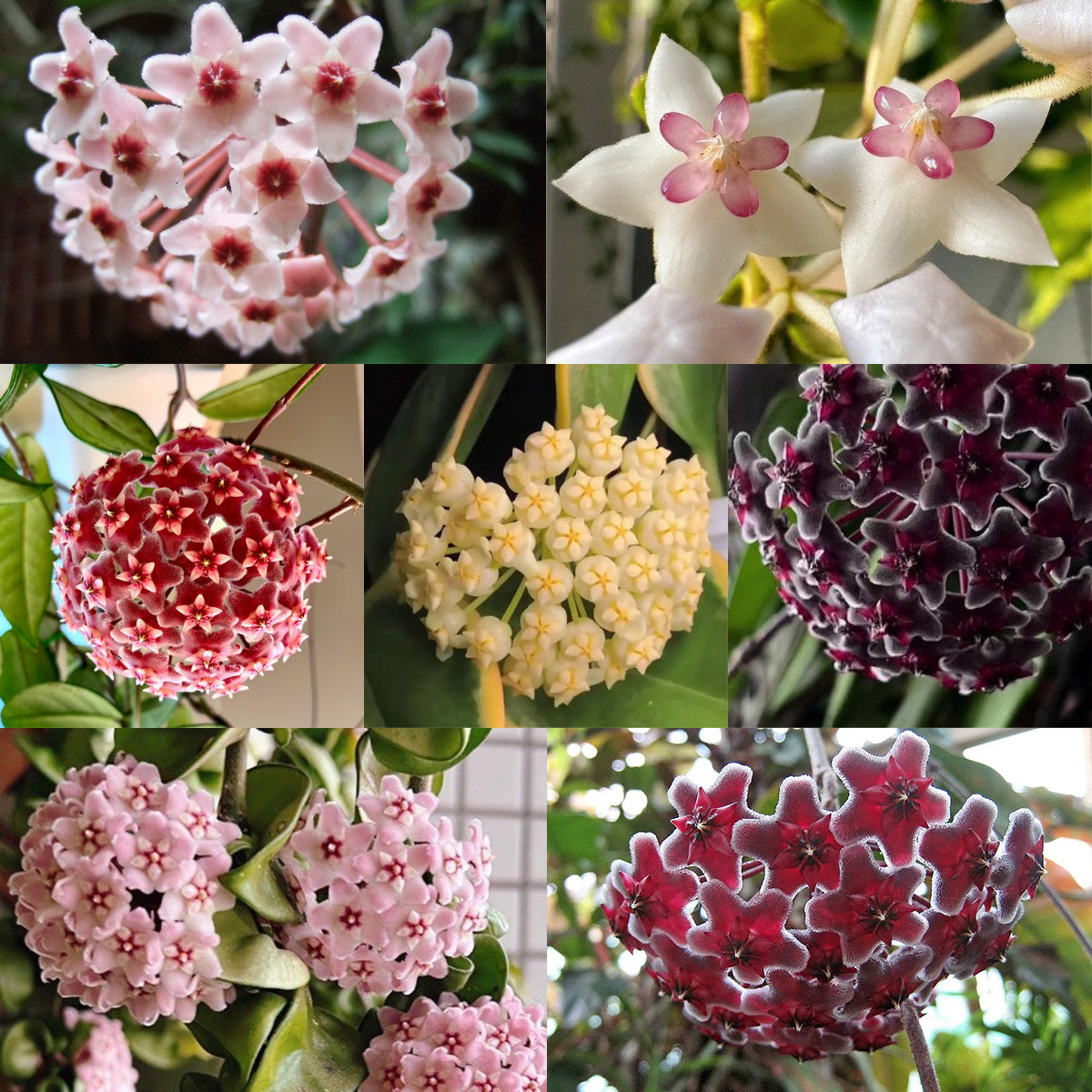 ✨Hoya Bulbs- Stars falling from the sky✨