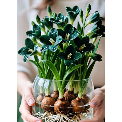 Freesia Perfumed Orchid - Bulbs