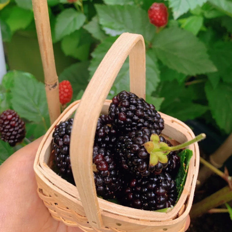 🍓BLACK RASPBERRY ORGANIC NATURAL SEEDS