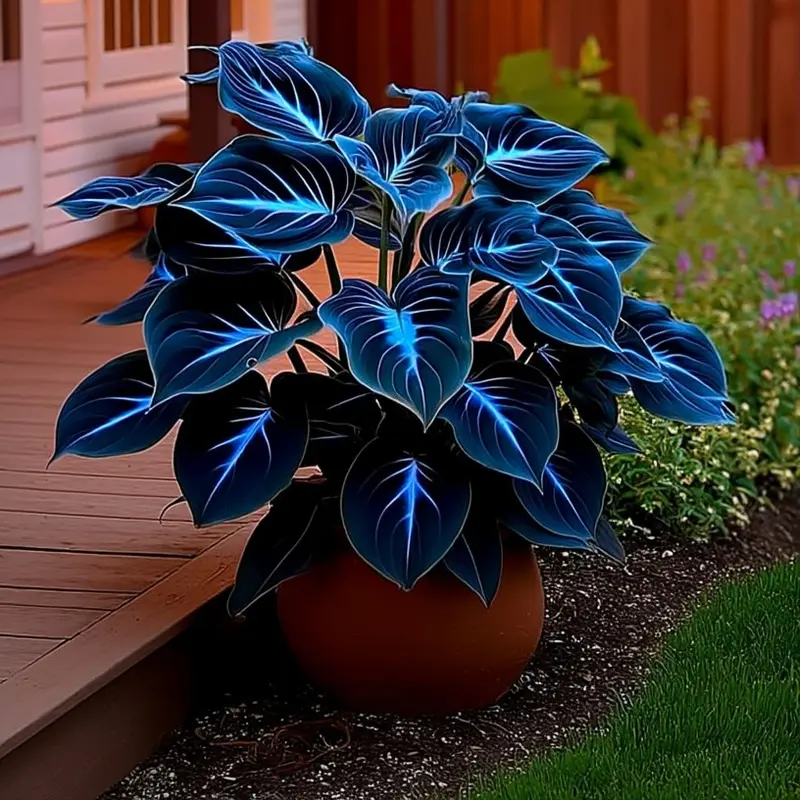 🌌Rare Midnight Hostas Seeds – Like Stars Sprinkled on Every Leaf