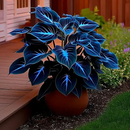 🌌Rare Midnight Hostas Seeds – Like Stars Sprinkled on Every Leaf