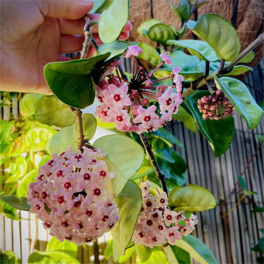 ✨Hoya Bulbs- Stars falling from the sky✨
