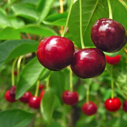 🍒Cherry tree seeds—Ideal for Gardens & Containers