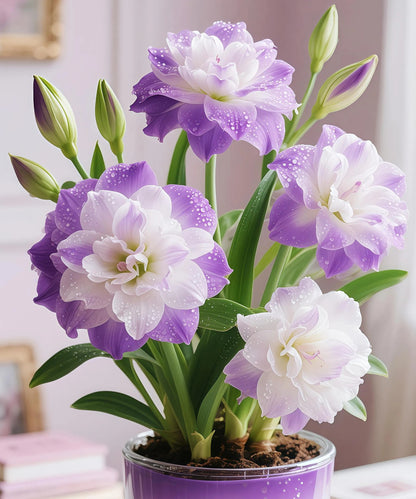 🌺 Amaryllis Bulbs– Dramatic Blooms. Effortless Grace! 🌿✨