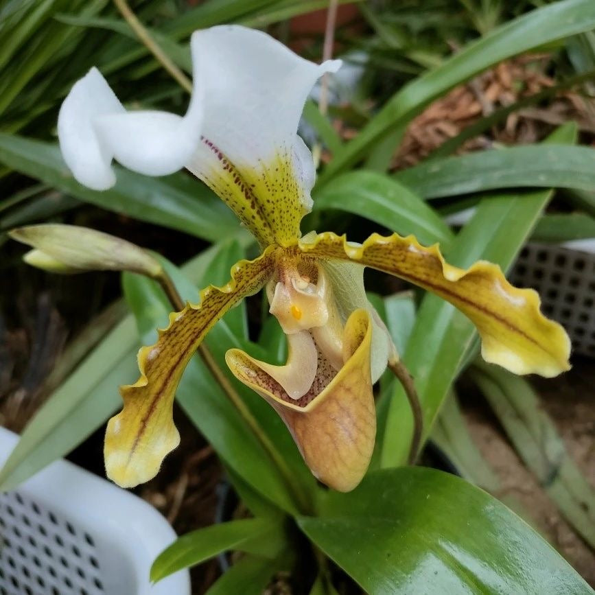 🔥Novel Plants! Monkey Orchid！🔥2025 New Arrivals