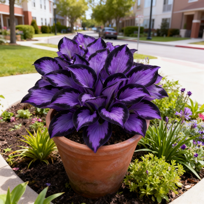 🌿🌌Rare Midnight Purple Hostas Seeds – Like Stars Sprinkled on Every Leaf