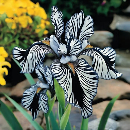 ⚜️Rare Tall Bearded Iris (Premium Bulb Variety)