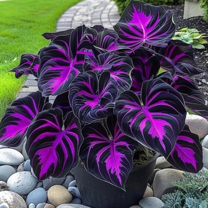 🌌Rare Midnight Hostas Seeds – Like Stars Sprinkled on Every Leaf