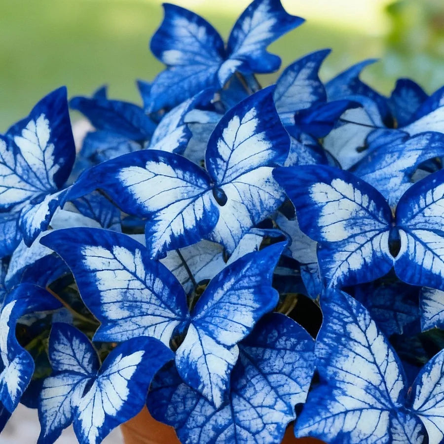 ✨Easy-to-Grow Seeds — Butterfly Blooms for a Living Garden