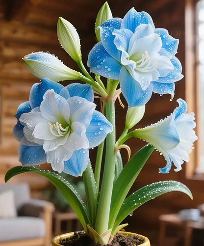 🌺 Amaryllis Bulbs– Dramatic Blooms. Effortless Grace! 🌿✨