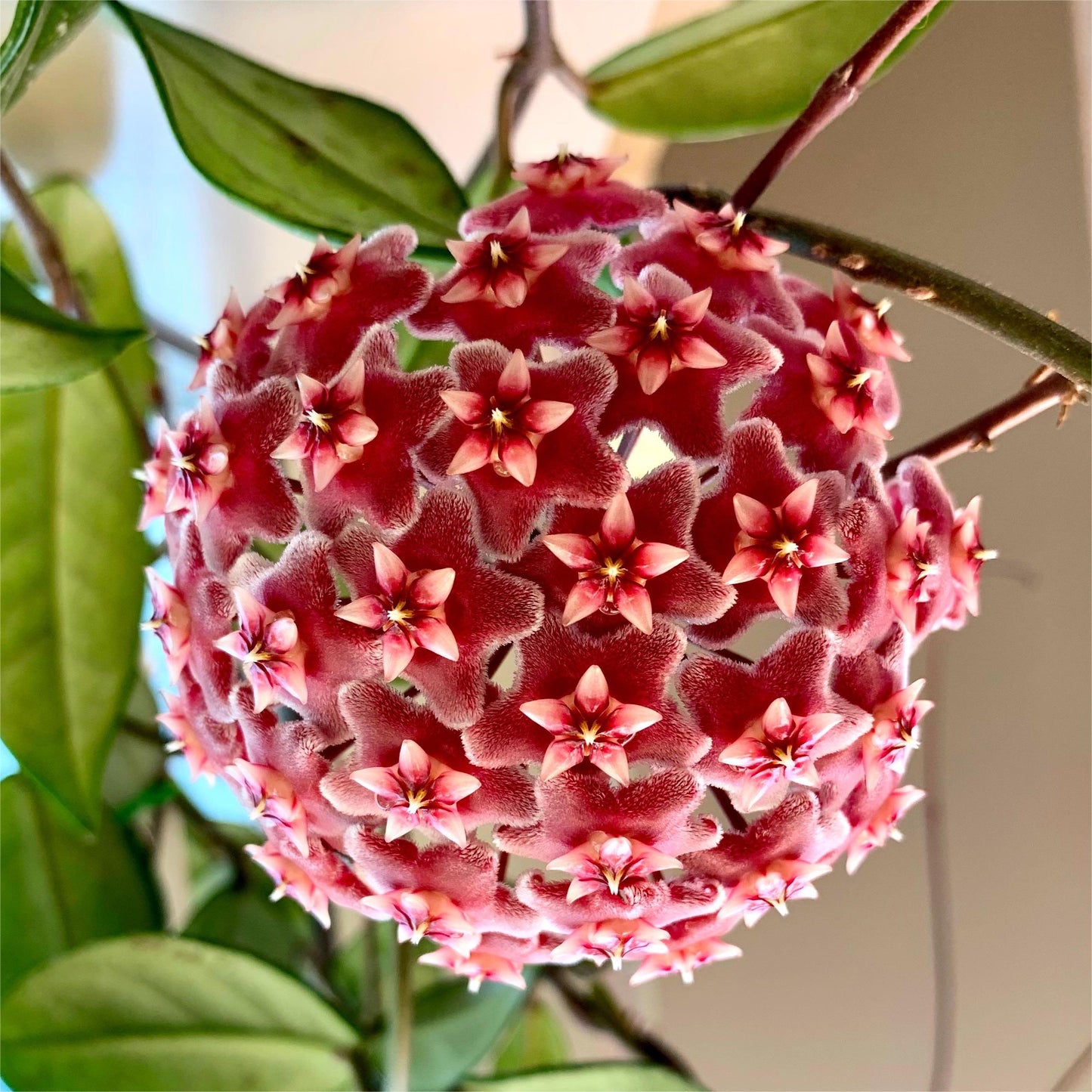 ✨Hoya Bulbs- Stars falling from the sky✨