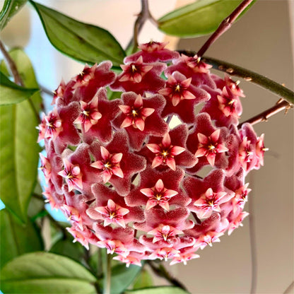 ✨Hoya Bulbs- Stars falling from the sky✨
