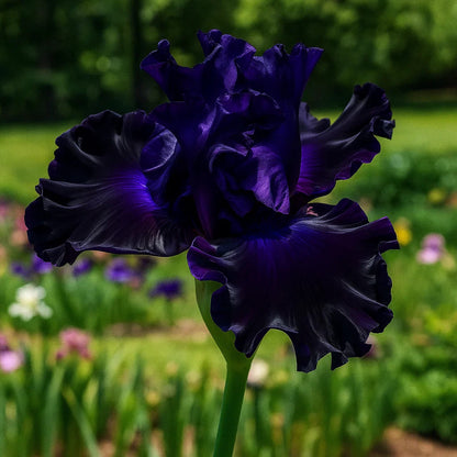 ⚜️Rare Tall Bearded Iris (Premium Bulb Variety)