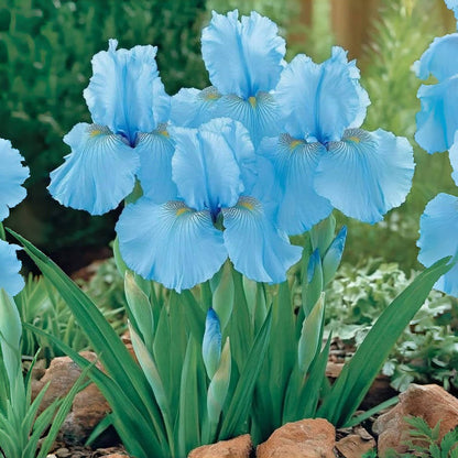 ⚜️Rare Tall Bearded Iris (Premium Bulb Variety)