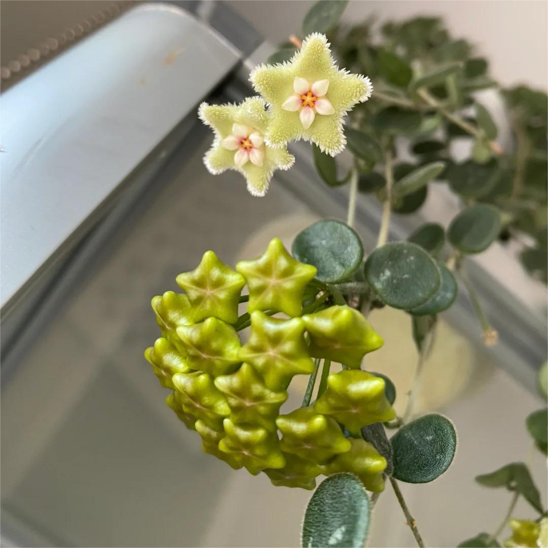 ✨Hoya Bulbs- Stars falling from the sky✨