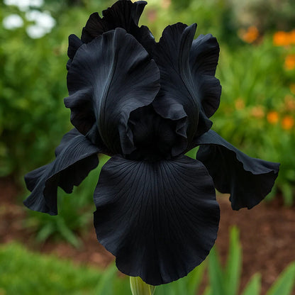 ⚜️Rare Tall Bearded Iris (Premium Bulb Variety)
