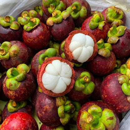 🍈MANGOSTEEN SEEDS