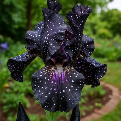 ⚜️Rare Tall Bearded Iris (Premium Bulb Variety)