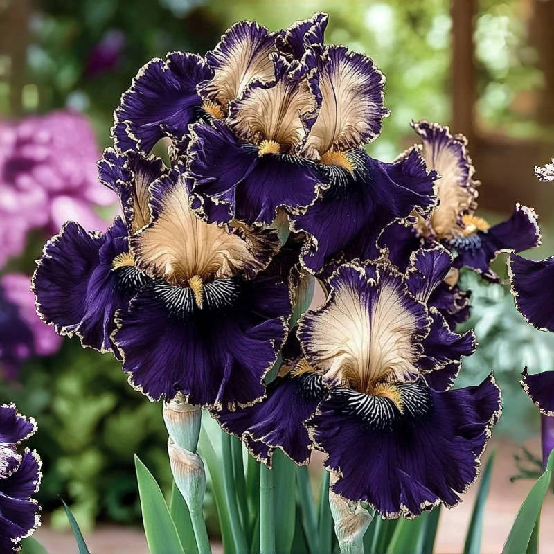 ⚜️Rare Tall Bearded Iris (Premium Bulb Variety)