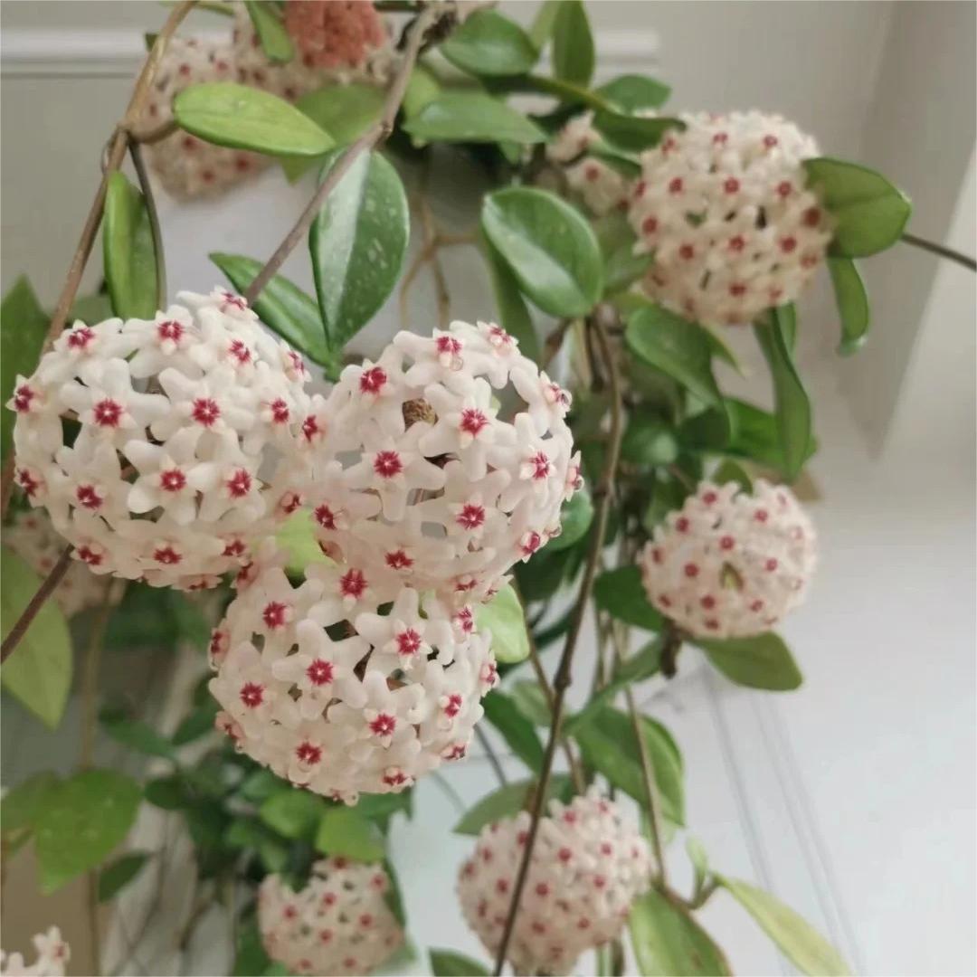 ✨Hoya Bulbs- Stars falling from the sky✨