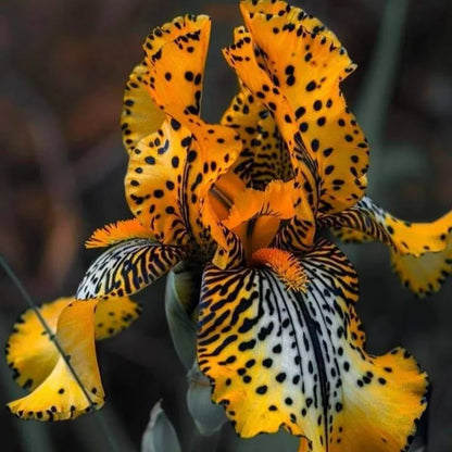 ⚜️Rare Tall Bearded Iris (Premium Bulb Variety)